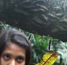 Ulat Bulu Mulai Serang Pohon dan Rumah Warga Surabaya