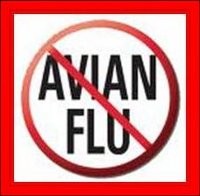 Dua Balita Terduga Flu Burung Diisolasi di RSU Bima