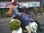 Menumpang di atas Buah Sukun