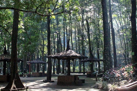 Menapak Langkah Di Taman Hutan Juanda Bandung