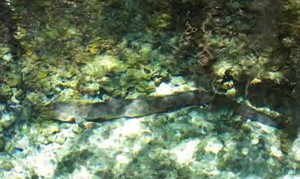 Wow! Ada Belut Raksasa di Desa Waai, Ambon