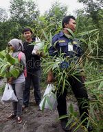 Alumni dan Mahasiswa UGM Hijaukan Merapi