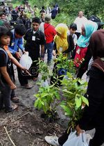 Alumni dan Mahasiswa UGM Hijaukan Merapi