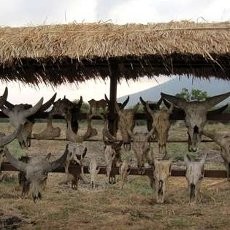 Sentuhan Afrika di Timur Jawa