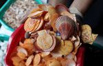 Ini Dia Ondel-ondel Kerang yang Mendunia