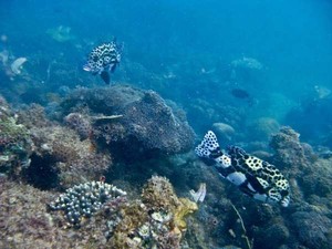 Lae-lae, Si Cantik di Barat Makassar