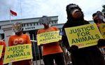 Seperti Manusia, Orang Utan Juga Minta Keadilan