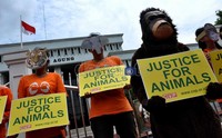 Sang orang utan bersama kedelapan temannya membawa triplek warna kuning berukuran kertas A3 dengan tulisan Justice For Animal.