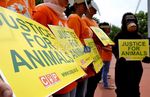 Seperti Manusia, Orang Utan Juga Minta Keadilan