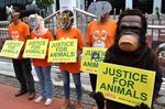 Seperti Manusia, Orang Utan Juga Minta Keadilan