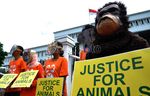 Seperti Manusia, Orang Utan Juga Minta Keadilan