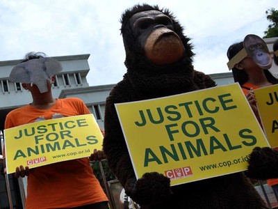Seperti Manusia, Orang Utan Juga Minta Keadilan
