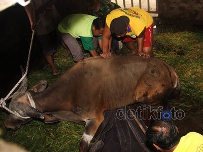 Rebutan Betina, Seekor Banteng Patah Kaki