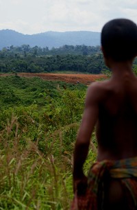 Kawasan hutan alam terus dijarah, kondisi ini mengancam kematian buat anak-anak Orang Rimba. (dok. LSM Warsi)