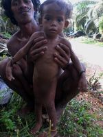 Hutan Terus Dijarah, Anak Rimba Terancam Mati