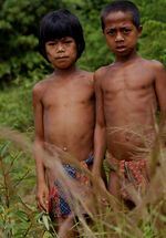 Hutan Terus Dijarah, Anak Rimba Terancam Mati
