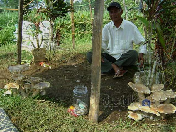 Makam Ditumbuhi Jamur Gegerkan Warga Malang
