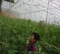 Menyulap Gurun Pasir Menjadi Kebun Semangka dengan Transmigrasi