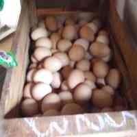Wah! Jelang BBM Naik, Telur Ayam Tembus Rp 18.000/Kg
