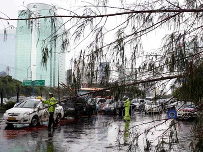 Pohon Cemara Tumbang Macetkan Jl Gatsu