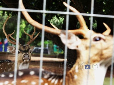 Rusa Totol Hilir Mudik di Kompleks Pemkot Bekasi