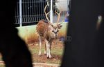 Rusa Totol Hilir Mudik di Kompleks Pemkot Bekasi