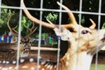 Rusa Totol Hilir Mudik di Kompleks Pemkot Bekasi
