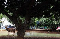 Dengan adanya hewan rusa totol (Axis axis), Pemkot Bekasi memasang pagar besi, membangun kolam air yang ditata dari batu-batuan alam yang disediakan untuk tempat minum dan mandi rusa.