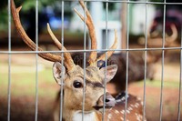 Rusa adalah hewan pengunyah dengan pasokan makanan yang tak cukup hanya rumput. Hewan dengan empat bilik perut ini memerlukan sedikitnya 20 jenis tumbuhan. Binatang ini juga dikenal sebagai hewan perenang sehingga selalu memerlukan air.