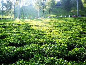 Bbrr! Akhir Pekan Dingin di Kebun Teh Gunung Mas