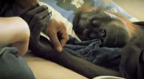 Prihatin, Pria Prancis Filmkan Penyiksaan Orangutan Kalimantan