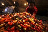 Pedagang merapihkan cabai yang dijualnya di Pasar Senen, Jakarta, Kamis (22/3).