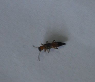 55 Gambar Hewan Tomcat Gratis Terbaik