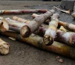 Mushola Jadi Indikator Kemakmuran Petani Tebu