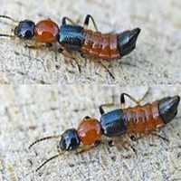 Tomcat Ditemukan di Bandung