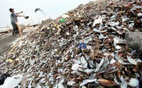 Seorang warga menambang pasir di antara tumpukan kulit kerang di pantai Cilincing, Jakarta Utara.