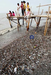 Kulit kerang hijau ini merupakan hasil kupasan nelayan Cilincing yang diternak di sepanjang pantai di wilayah Jakarta Utara tersebut.