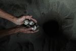 Penyu Hijau Terancam Punah