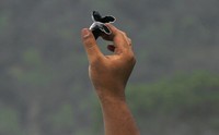 Seorang petugas menunjukan penyu hijau yang baru saja menetas. Reuters/Sigit Pamungkas.