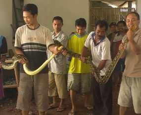 Sepasang Ular Sanca Pemakan Ayam Peternak Ditangkap Warga