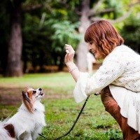 5 Kebiasaan Sehat Anjing yang Bisa Ditiru