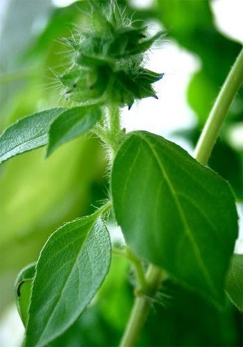 Manfaatkan Khasiat Hebat Rempah Daun Ini!