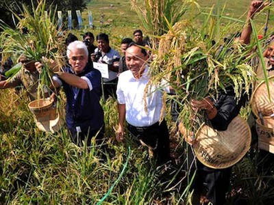 Hatta Rajasa & Zulkifli Hasan Panen Padi