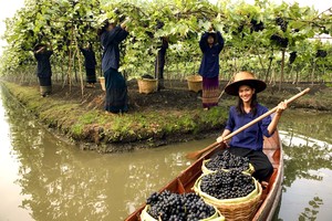 Wisata Kebun Anggur di Thailand? Berikut 3 Lokasinya
