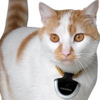 Kucing Berantem Pecahkan Asbes, Bocah Afriansyah Luka Parah