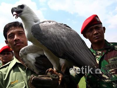 Taman Safari Terima Elang Langka