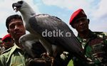 Taman Safari Terima Elang Langka