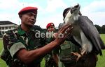Taman Safari Terima Elang Langka