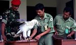 Taman Safari Terima Elang Langka