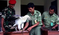 Elang tersebut akhirnya diserahkan ke Taman Safari.